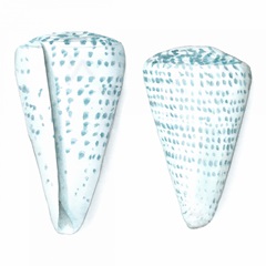 Watercolor Shells VIII