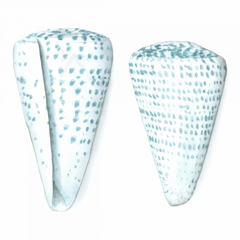 Watercolor Shells VIII