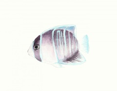 Watercolor Tropical Fish III