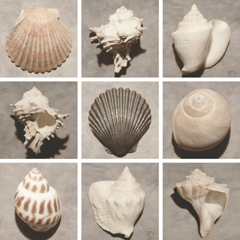 Weathered Shell Sampler