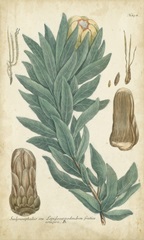 Weinmann Conifers I