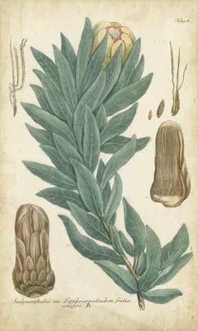 Weinmann Conifers I
