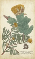 Weinmann Conifers II