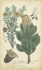 Weinmann Conifers III