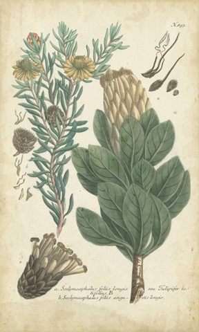 Weinmann Conifers III