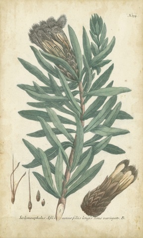 Weinmann Conifers IV