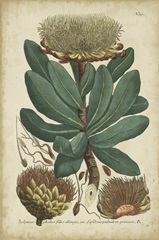 Weinmann Foliage and Fruit I