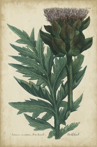 Weinmann Foliage and Fruit II