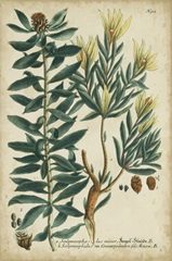 Weinmann Foliage and Fruit IV