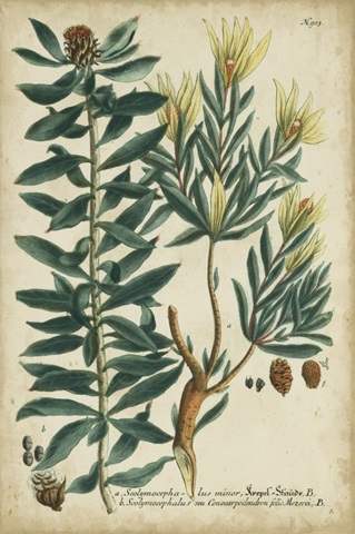 Weinmann Foliage and Fruit IV