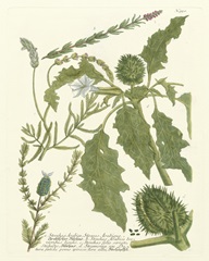 Weinmann Greenery II