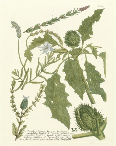 Weinmann Greenery II