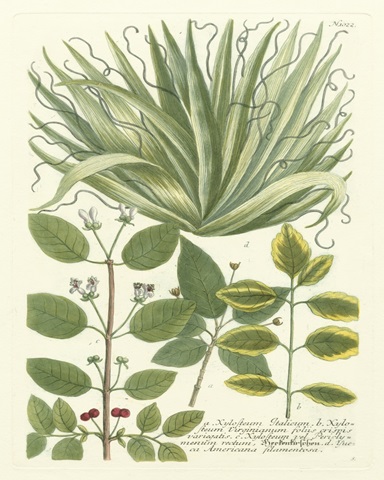 Weinmann Greenery IV