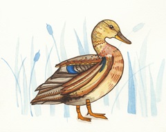 Wetland Mallard II