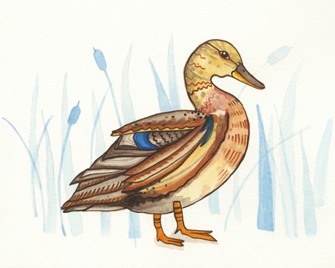 Wetland Mallard II