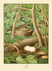 Whippoorwill