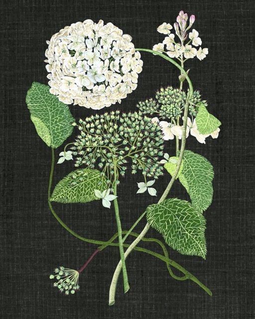 White Hydrangea Study I