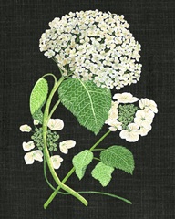 White Hydrangea Study II
