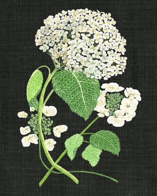 White Hydrangea Study II