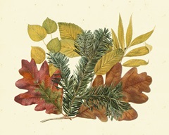 White Oak, Balsam Fir and Yellow Birch