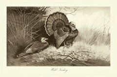 Wild Turkey