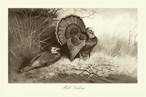 Wild Turkey