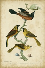 Wilson's Orchard Oriole