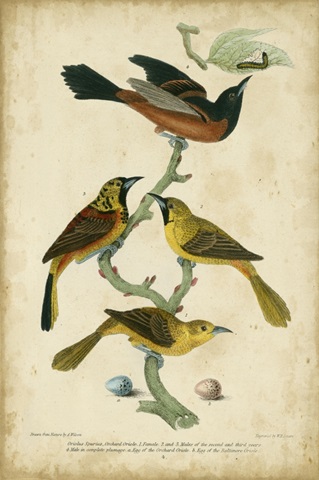 Wilson's Orchard Oriole