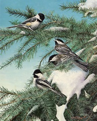 Winter Chicadees