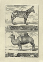 Zebra and Camel