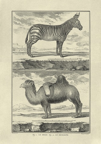 Zebra and Camel