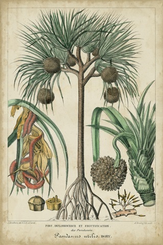 Palma Exotica I