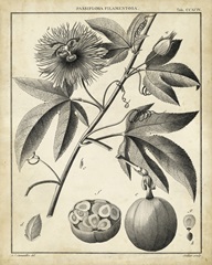 Passiflora I