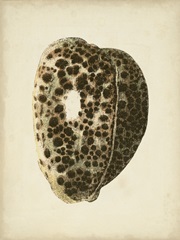 Sealife Collection III