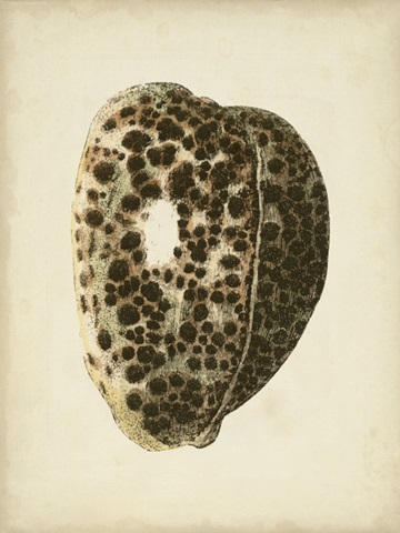 Sealife Collection III