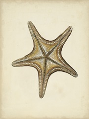 Sealife Collection IV