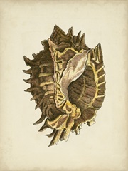 Sealife Collection VI