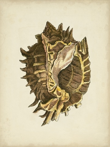 Sealife Collection VI