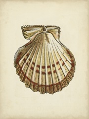 Sealife Collection VII