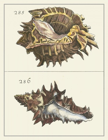 Seashell Menagerie I