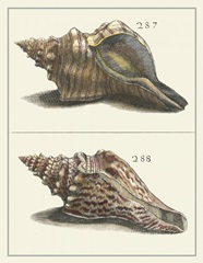 Seashell Menagerie II