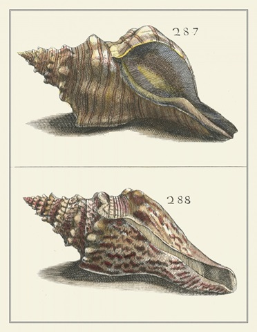 Seashell Menagerie II