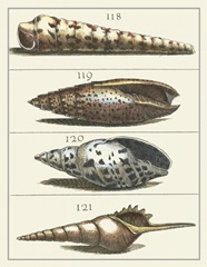 Seashell Menagerie III