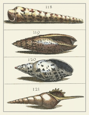 Seashell Menagerie III