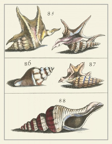 Seashell Menagerie IV