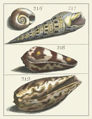 Seashell Menagerie V