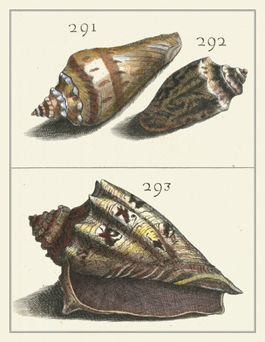 Seashell Menagerie VI