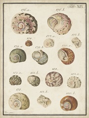 Seashell Synopsis III