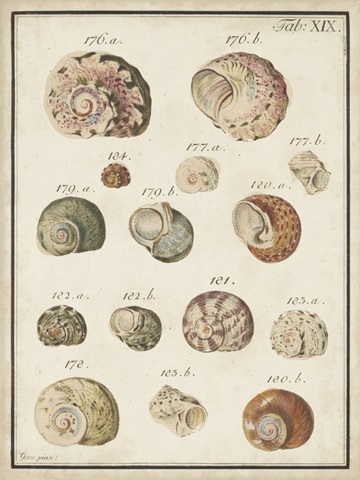 Seashell Synopsis III