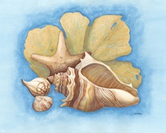 Seashells and Seafan II